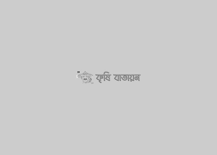 পেঁয়ারার এ্যানথ্রাকনোজ রোগ দমন