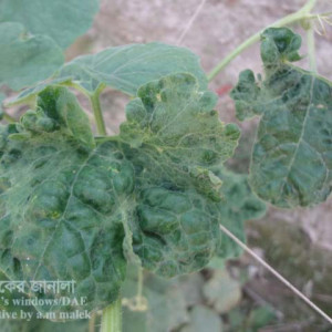 চিচিঙ্গা পাতা কোকড়ানো রোগ