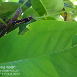 জামরুলের বিছা পোকা