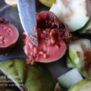 পেয়ারার মাছি পোকা