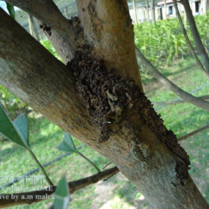 সফেদার কান্ড ছিদ্রকারি পোকা