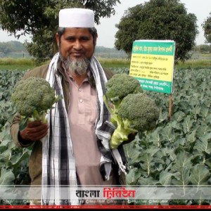 লাভজনক-হওয়ায়-ব্রোকলি-চাষে-আগ্রহ-বাড়ছে-চাঁপাইনবাবগঞ্জের-কৃষকদের