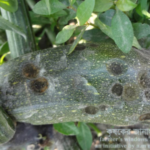 স্কোয়াসের এনথ্রাকনোজ রোগ