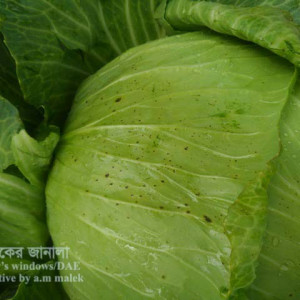 বাঁধাকপির পাতার দাগ রোগ