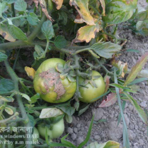 টমেটোর ফল ছিদ্রকারী পোকা